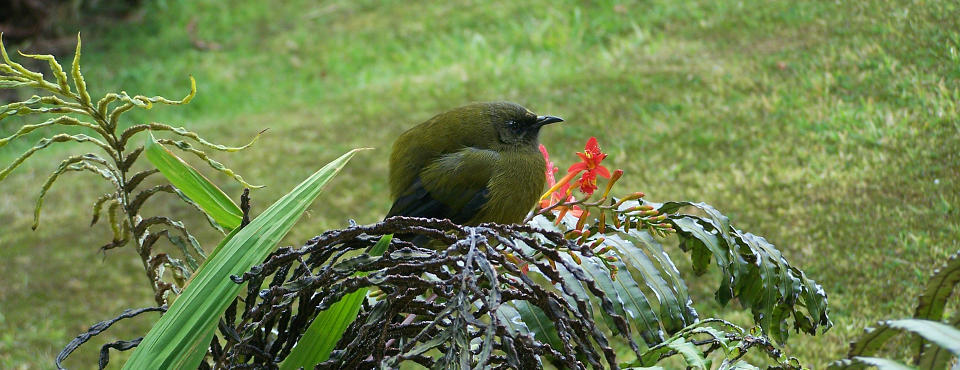 Bellbird visiting