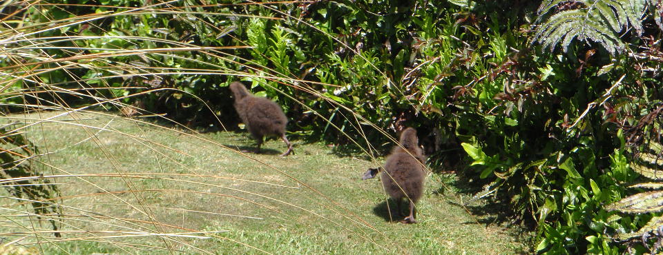 Weka chicks in the garden